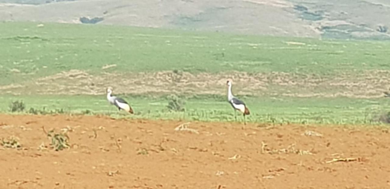 לינה וארוחת בוקר Champagne Valley Bell Park Self Catering מראה חיצוני תמונה